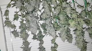 The harvest video for the pre 2000 Bubble Gum Indica