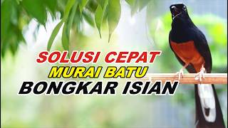 Download lagu PANCINGAN MURAI BATU FULL ISIAN TEMBAKAN JUARA, AMPUH MELATIH MURAI BONGKAR ISIAN mp3