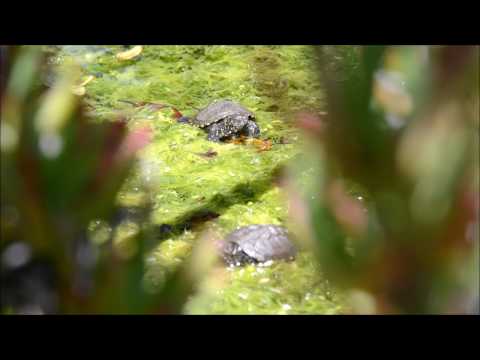 Piccole Emys al sole ,Kleine Exemplare von Emys ,Sumpfschildkröte