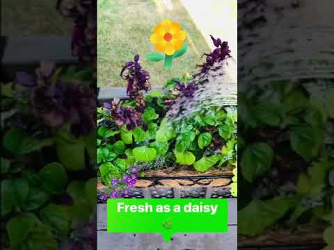 🗣🇺🇸 Idiom: Fresh as a daisy 🌸 #idioms #learnenglish #englishlanguage #esl #speakenglish