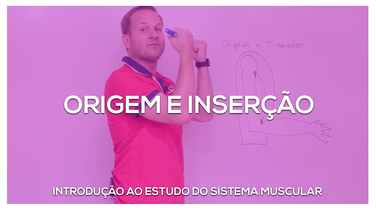 Origem e inserção