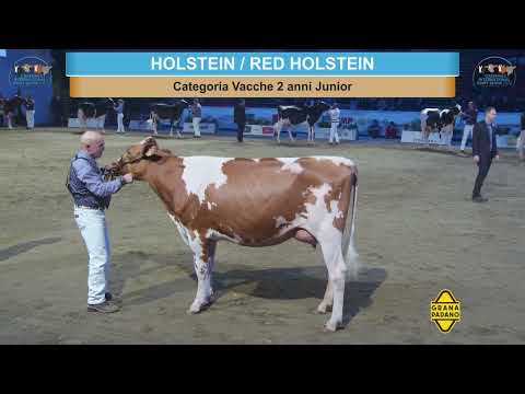 Cremona International Dairy Show 2022 - Holstein & Red Holstein Show