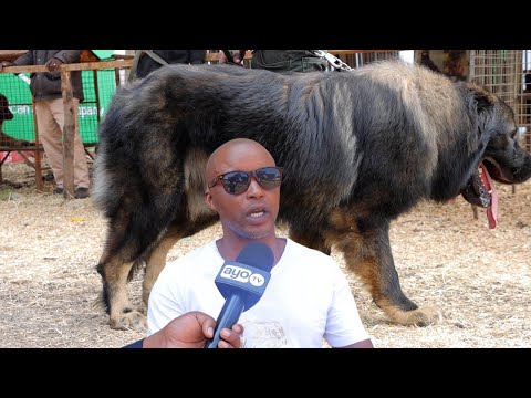 MBWA MKUBWA ANAYEUZWA MILIONI 30 ARUSHA, AWA KIVUTIO MAONESHO YA NANE NANE