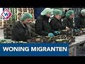 Westland stemt in met komst van 'Polencomplex' - OMROEP WEST