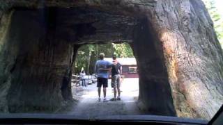 preview picture of video 'The Chandelier Drive Through Tree in Leggett, CA'