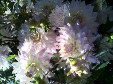 Maria Krupoves. Ikh Hob Dikh Tsufil Lib // Yiddish song. Orchestra