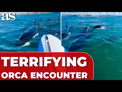Terrifying ORCA encounter: WOMAN battles FEAR while paddleboarding in NEW ZELAND!
