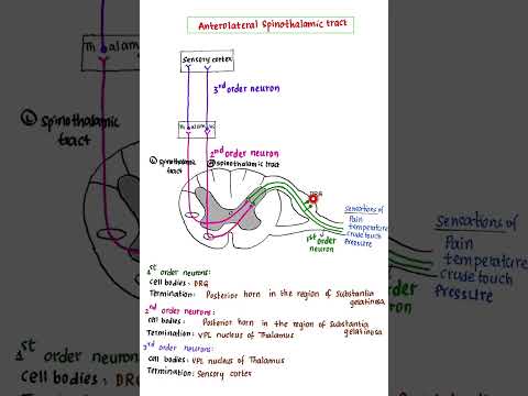 ANTEROLATERAL SPINOTHALAMIC TRACT