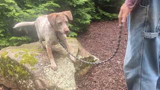 Video preview image #1 Pointer-Unknown Mix Puppy For Sale in Cookeville, TN, USA