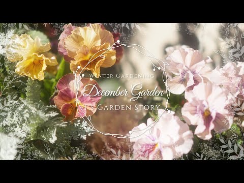 冬のマルチングのメリットとデメリットは何ですか？解読！  庭園