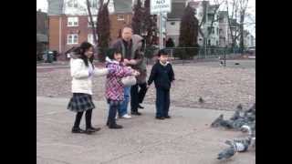 preview picture of video 'Feral Pigeons in Hartford, Connecticut (04)'