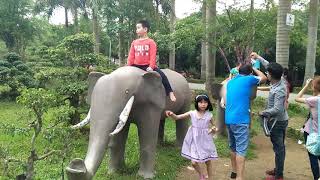 preview picture of video 'Cưới voi ở KDL sinh thái Núi Ngăm Nam Định (Tập 8)'