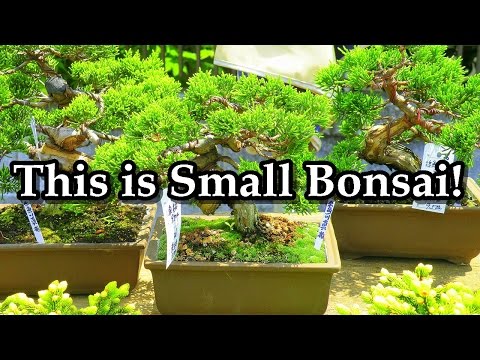 Small Bonsai trees for sale at market／ミニ盆栽