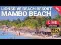 LionsDive Beach Resort | Mambo Beach | Curaçao 🌴💦 PTZ 4K LIVE WEBCAM