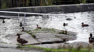 Tenk på framtiden - Tenk på miljøet! (So Bright versjon)