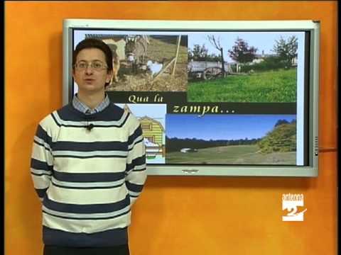 , title : 'Qua la zampa il pollame Antenna 2 TV 09042013'