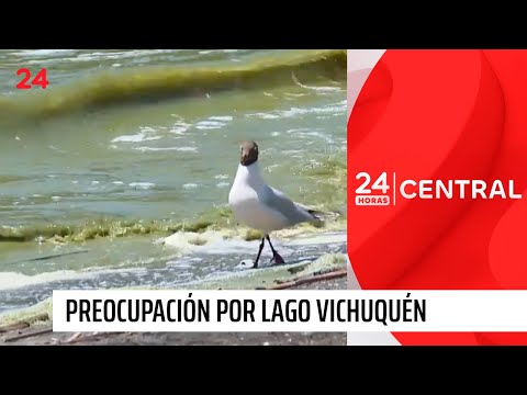 Preocupación en el Maule: Lago Vichuquén está contaminado | 24 Horas TVN Chile