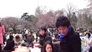 Hanami Party In Shinjuku Gyoen 3/28/10