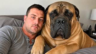 This 210lb Bullmastiff REFUSES to Let His Veteran Sleep Alone—Watch What He Does at 3 AM
