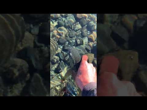 Video Devolucion de Peces Tierra del Fuego