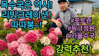 목수국은 역시 리빙크레이션! 가을목수국으로 예쁜 정원을 꾸며보세요. #포토죤 #핑크정원 #목수국