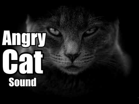 10 Minutes - Angry Cat sound effect -  different Angry Cat sounds * HIGH QUALITY *