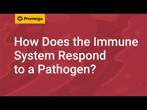 How Does the Immune System Respond to a Pathogen