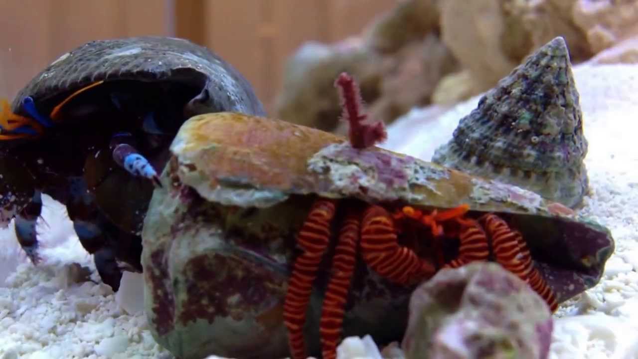 Mexican Turbo Snails • Care Guide (Tank Setup, Mates & Diet)