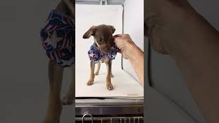 Video preview image #1 Chug Puppy For Sale in Benton, LA, USA