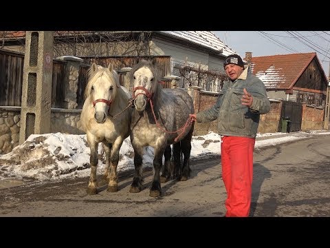Iepele lui Pufi de la Gilau, Cluj - 2019