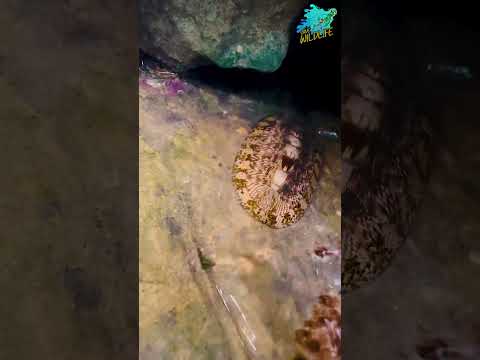 Chitons: Ancient Survivors with Eight-Plate Shells. #shorts #sea #nature