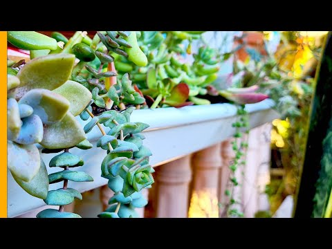 How to make a Rain Gutter planter . Space saver for succulents or Plants | BUHAYMOTHER