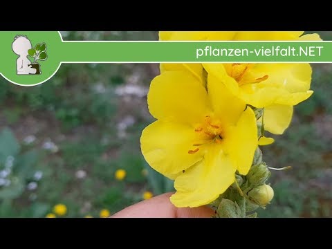 Windblumen-Königskerze - Ganze Pflanze - 06.07.18 (Verbascum phlomoides)