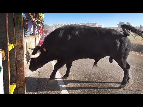 Olmedo 2019 Primer Campero con Toros