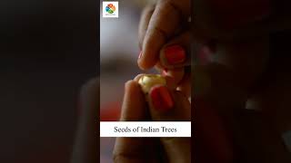Making of Eco-friendly Bamboo SEED Rakhi🌱 by Seva Vivek (NGO) |  Shop Rakhi Now: www.sevavivek.com