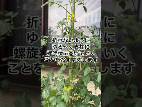 自家製トレリストマトステーク – 種類、ヒント、コツ  庭園