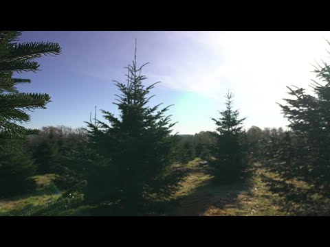 La Corrèze, terre de sapins de Noël