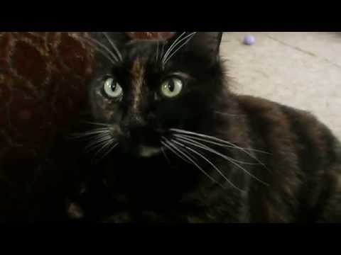 Nalini Bean - The Loudest Purr'er Ever!