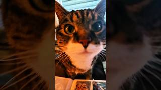 ᴍʏ ᴄᴀᴛ ᴋᴀʏᴀ 🐱😆 #catlovers #catvideos #catlife
