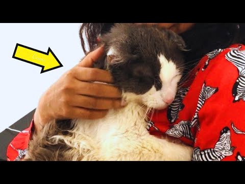 Street Cat Can't Stop Cuddling after ....