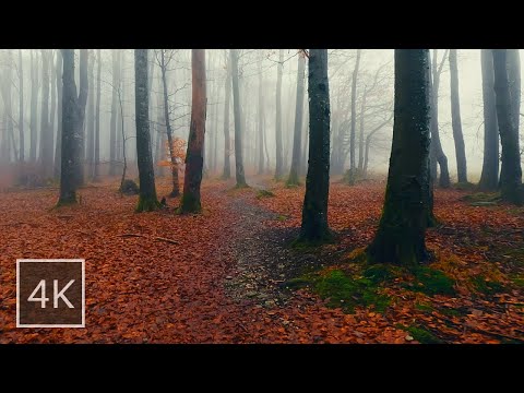 Relaxing Forest Walk in light Rain ☔ Autumn / Winter | Rain Sounds for Sleep and Study, ASMR, 4K