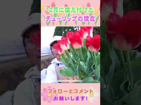 園芸 フォスターのチューリップ