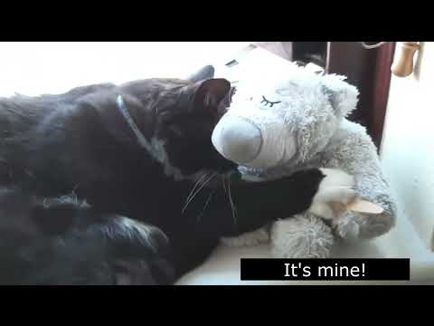 Mr. Darcy's cat diary Highlights - Loving the toothbrush