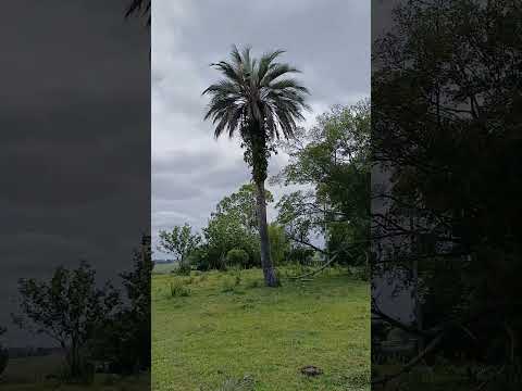 O Casarão Mais Assombrado do RS