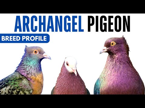 Archangel Pigeon Breed Profile - History - Archangel Pigeon Health Issues Price Training