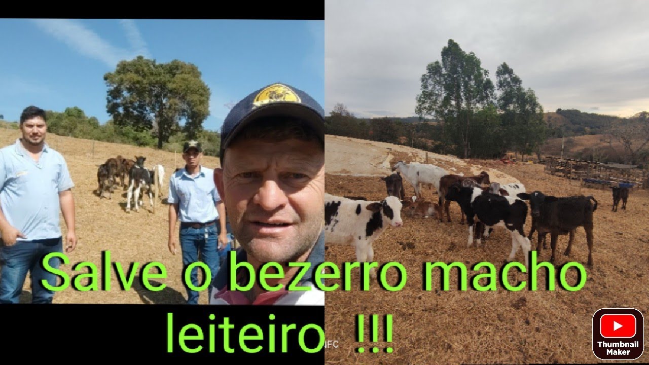 Como fazer lucro com bezerros machos * Salve o bezerro macho leiteiro* !!!!!! 🐂