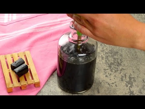 How to make Licorice liqueur at home