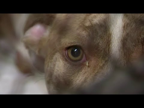 Adoption fees waived as Detroit Animal Care and Control desperately needs dogs adopted