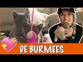 IK WIL EEN BURMEES! | DierenpraatTV