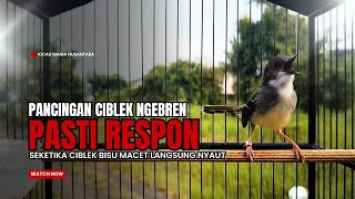 Download lagu Burung Ciblek SEMI Gacor NGEBREN Untuk Pancingan Ciblek dan MASTERAN BURUNG Kesayangan Anda mp3
